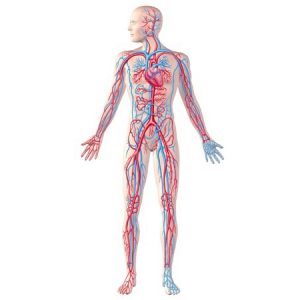 Vascular & Endovascular Surgery